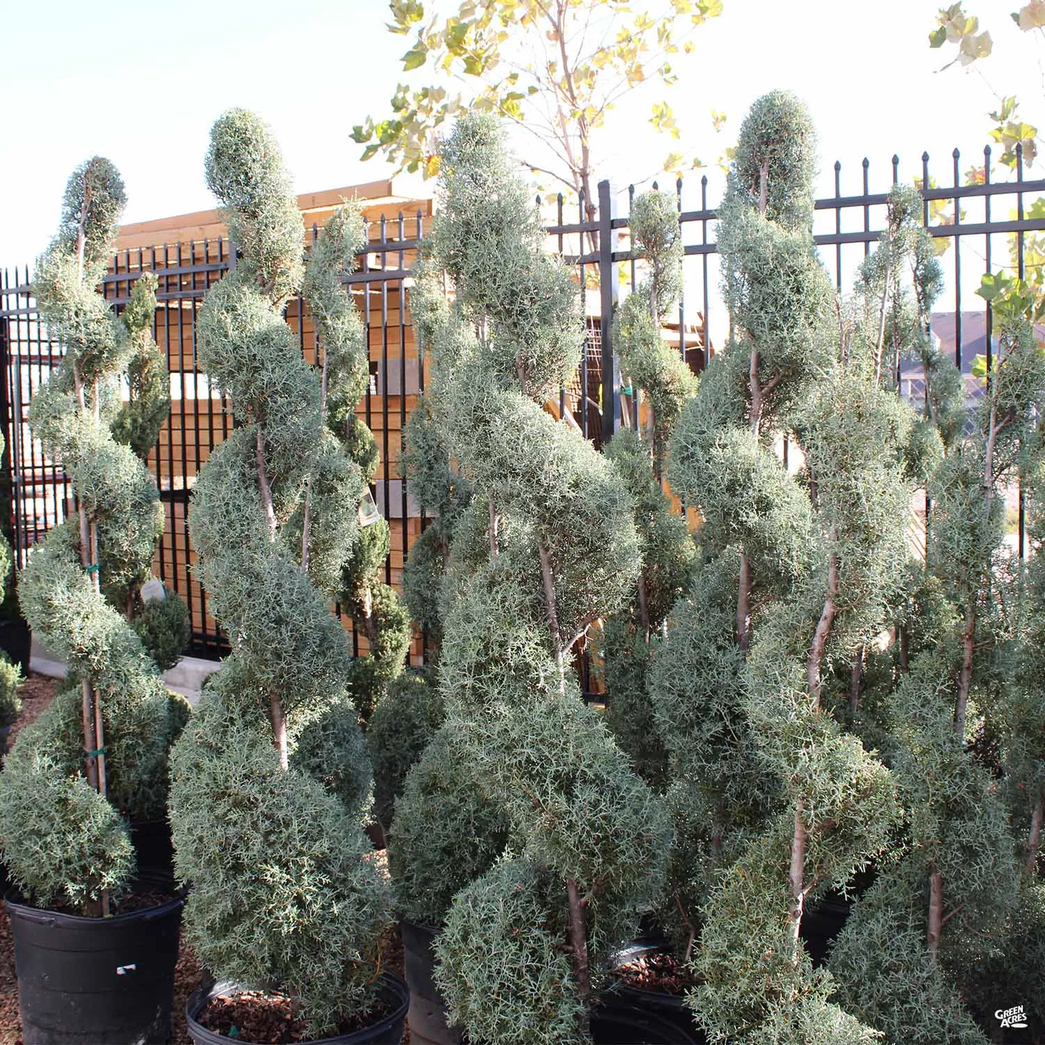 Arizona Cypress 'Carolina Sapphire'