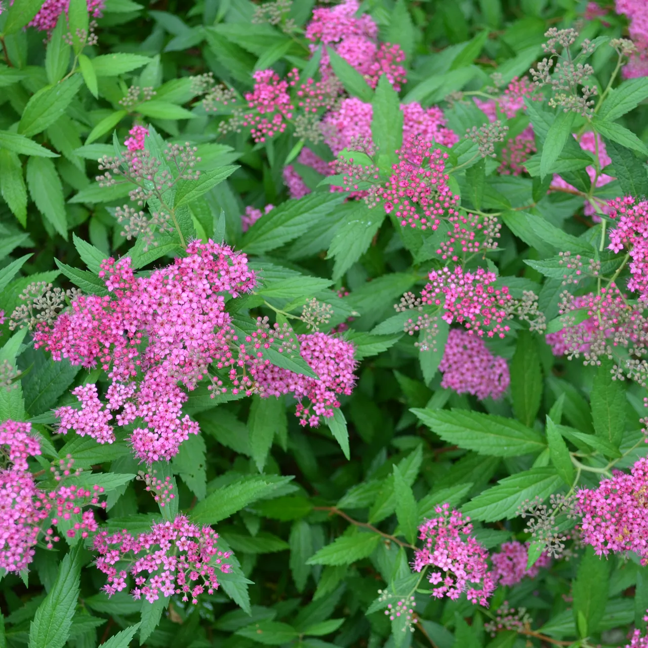 Bare Root Anthony Waterer Spirea (Spiraea japonica cv.)