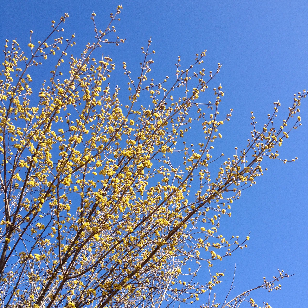 Bare Root Cornelian Cherry (Cornus mas)