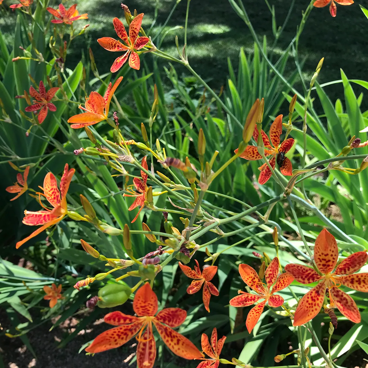 Blackberry Lily (Iris domestica)