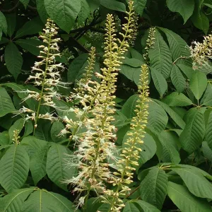 Bottlebrush Buckeye (Aesculus parviflora)