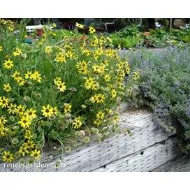 Daisy, Chocolate, Heirloom by Renee's Garden