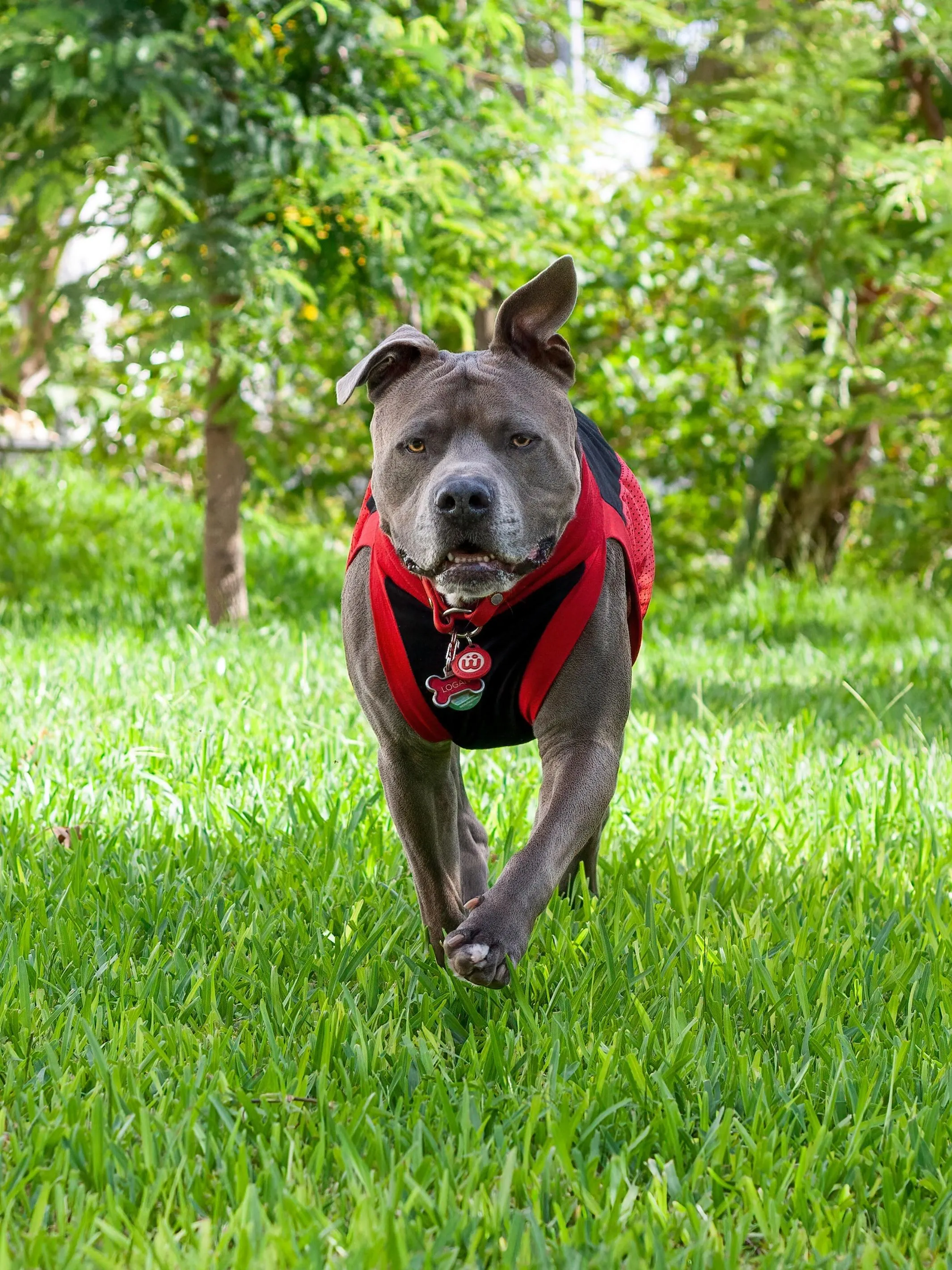 Dog Sports Jersey - Black Body, Red Mesh Sides, Red Trim
