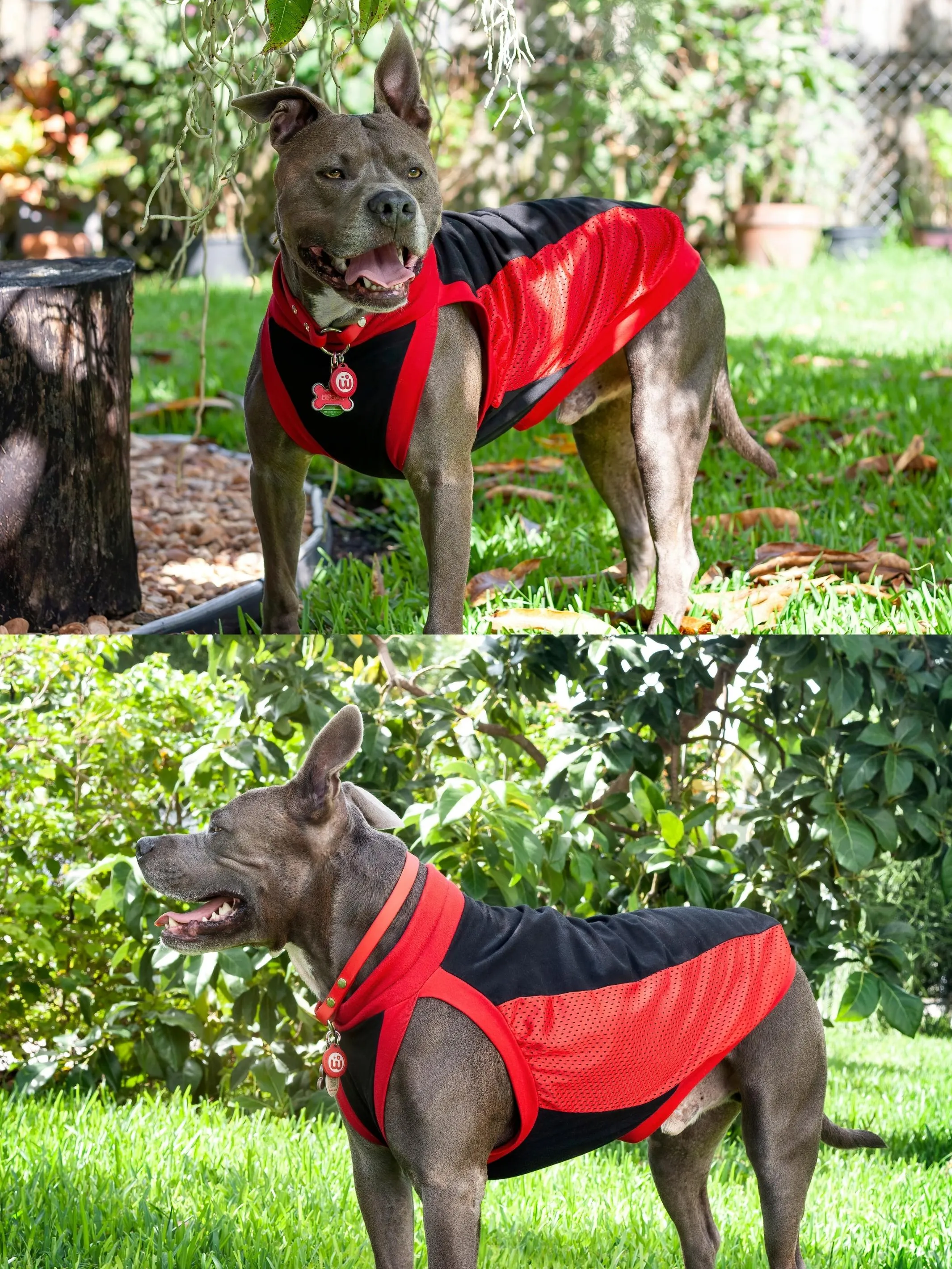 Dog Sports Jersey - Black Body, Red Mesh Sides, Red Trim