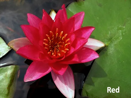 Dwarf and Miniature Hardy Water Lilies