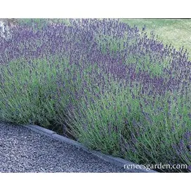 Lavender Hidecote by Renee's Garden