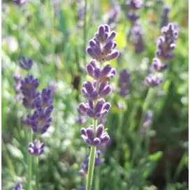 Lavender Hidecote by Renee's Garden