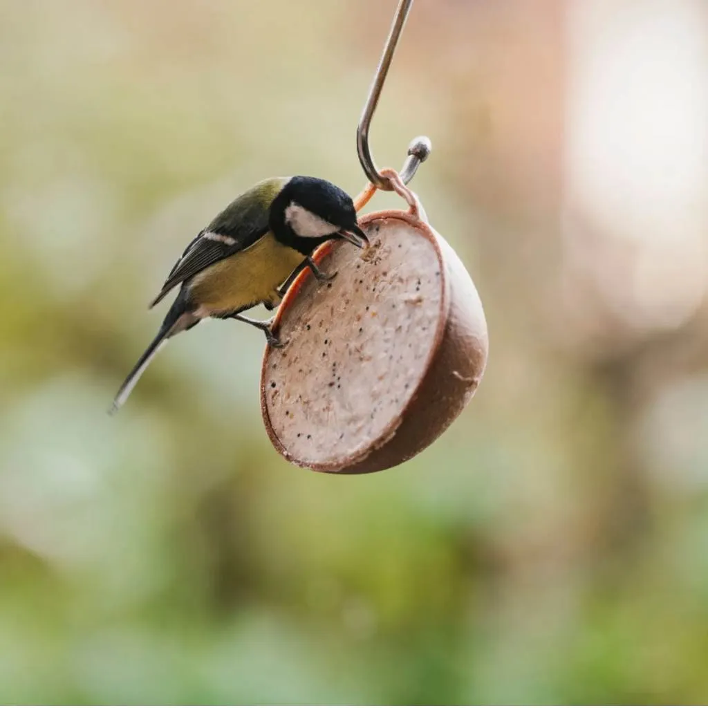 Peckish Natural Balance Coco-Not Wild Bird Feeder